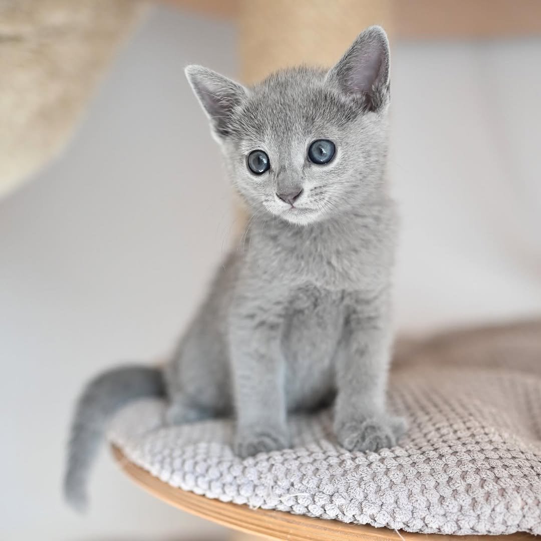 Sterling - Russian Blue Kitten